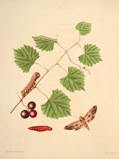 The Natural History Of The Rarer Lepidopterous Insects Of Georgia Pl 041
