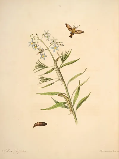 The Natural History Of The Rarer Lepidopterous Insects Of Georgia Pl 043