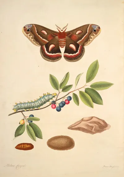 The Natural History Of The Rarer Lepidopterous Insects Of Georgia Pl 045