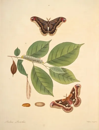 The Natural History Of The Rarer Lepidopterous Insects Of Georgia Pl 046