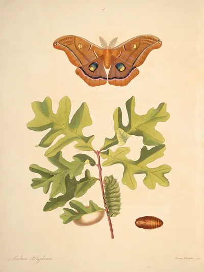 The Natural History Of The Rarer Lepidopterous Insects Of Georgia Pl 047