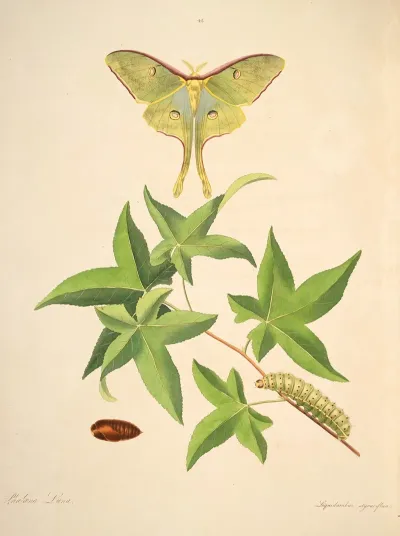 The Natural History Of The Rarer Lepidopterous Insects Of Georgia Pl 048