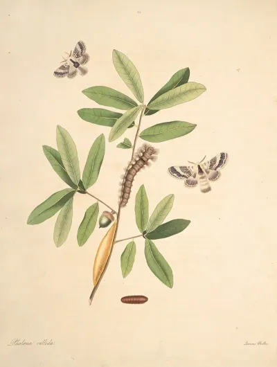 The Natural History Of The Rarer Lepidopterous Insects Of Georgia Pl 052