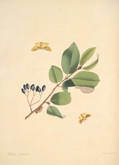 The Natural History Of The Rarer Lepidopterous Insects Of Georgia Pl 053