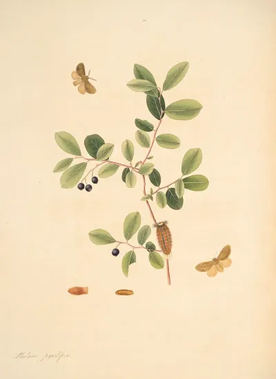 The Natural History Of The Rarer Lepidopterous Insects Of Georgia Pl 054