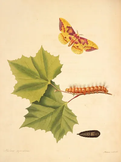 The Natural History Of The Rarer Lepidopterous Insects Of Georgia Pl 055