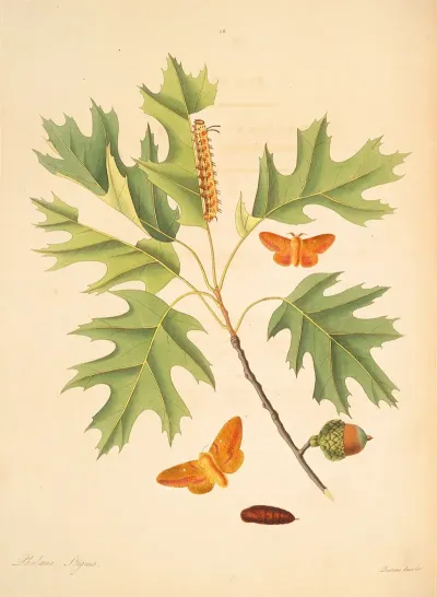 The Natural History Of The Rarer Lepidopterous Insects Of Georgia Pl 056