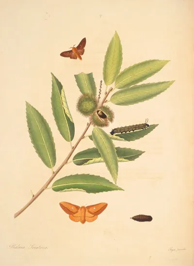 The Natural History Of The Rarer Lepidopterous Insects Of Georgia Pl 057