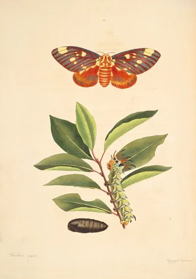 The Natural History Of The Rarer Lepidopterous Insects Of Georgia Pl 061