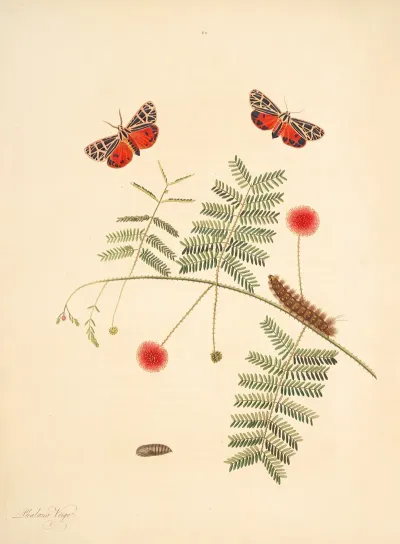 The Natural History Of The Rarer Lepidopterous Insects Of Georgia Pl 062