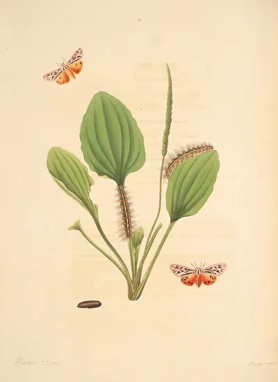 The Natural History Of The Rarer Lepidopterous Insects Of Georgia Pl 063