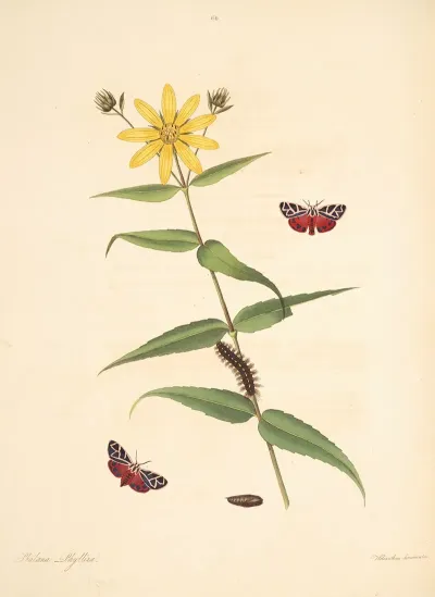 The Natural History Of The Rarer Lepidopterous Insects Of Georgia Pl 064