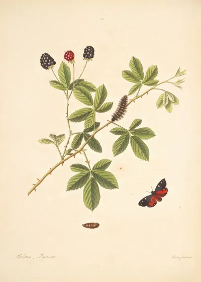 The Natural History Of The Rarer Lepidopterous Insects Of Georgia Pl 065