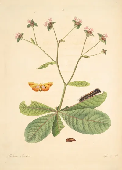 The Natural History Of The Rarer Lepidopterous Insects Of Georgia Pl 066