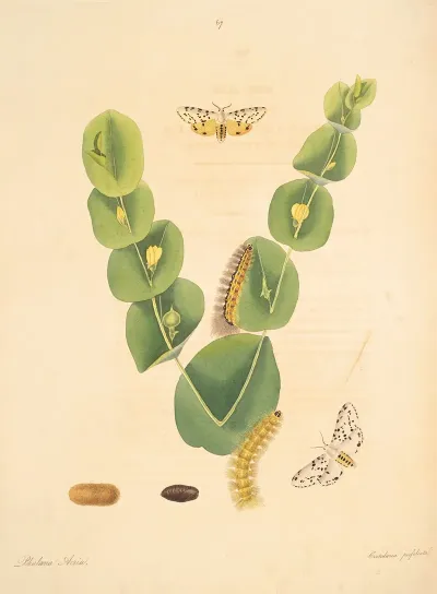 The Natural History Of The Rarer Lepidopterous Insects Of Georgia Pl 067