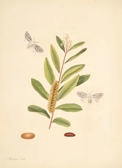 The Natural History Of The Rarer Lepidopterous Insects Of Georgia Pl 068
