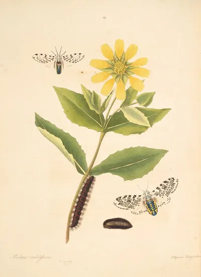 The Natural History Of The Rarer Lepidopterous Insects Of Georgia Pl 069