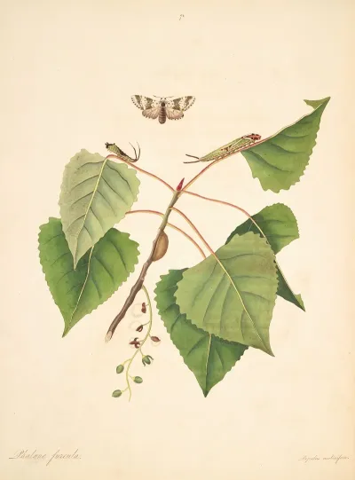 The Natural History Of The Rarer Lepidopterous Insects Of Georgia Pl 071