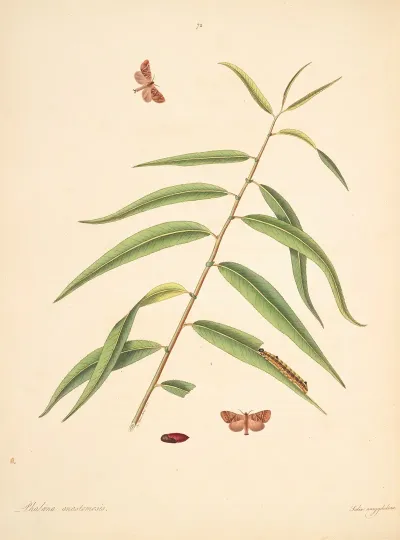 The Natural History Of The Rarer Lepidopterous Insects Of Georgia Pl 072