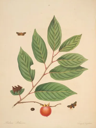 The Natural History Of The Rarer Lepidopterous Insects Of Georgia Pl 074