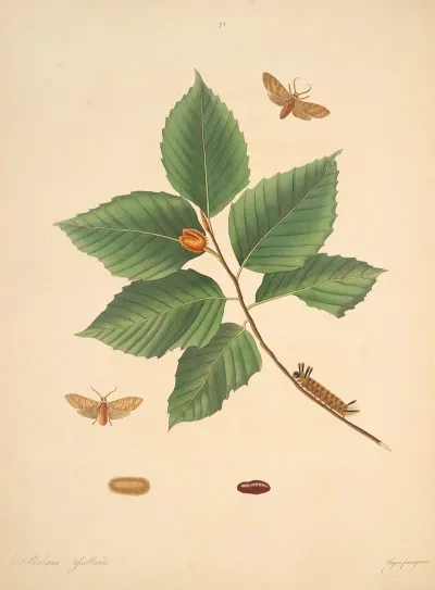 The Natural History Of The Rarer Lepidopterous Insects Of Georgia Pl 075