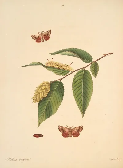The Natural History Of The Rarer Lepidopterous Insects Of Georgia Pl 076