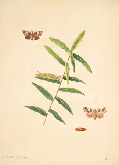 The Natural History Of The Rarer Lepidopterous Insects Of Georgia Pl 078