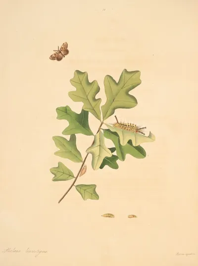 The Natural History Of The Rarer Lepidopterous Insects Of Georgia Pl 079