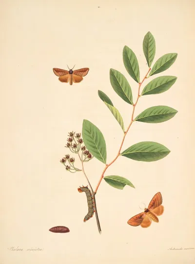 The Natural History Of The Rarer Lepidopterous Insects Of Georgia Pl 081