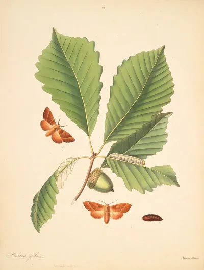 The Natural History Of The Rarer Lepidopterous Insects Of Georgia Pl 082