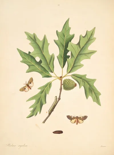 The Natural History Of The Rarer Lepidopterous Insects Of Georgia Pl 083
