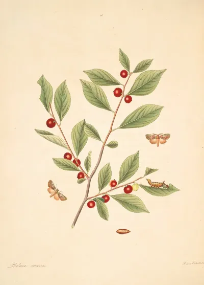 The Natural History Of The Rarer Lepidopterous Insects Of Georgia Pl 086