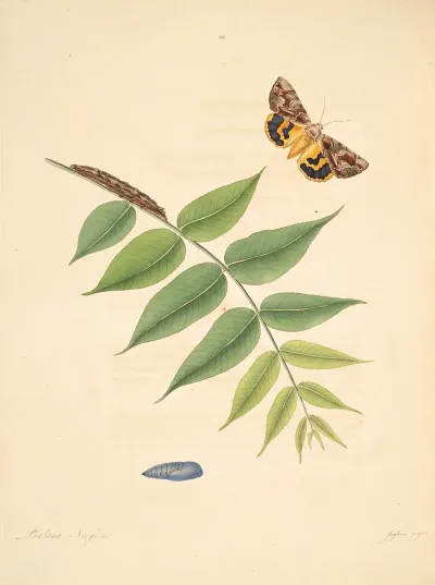 The Natural History Of The Rarer Lepidopterous Insects Of Georgia Pl 088