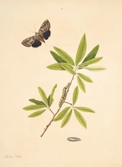 The Natural History Of The Rarer Lepidopterous Insects Of Georgia Pl 091