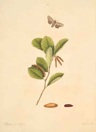 The Natural History Of The Rarer Lepidopterous Insects Of Georgia Pl 092
