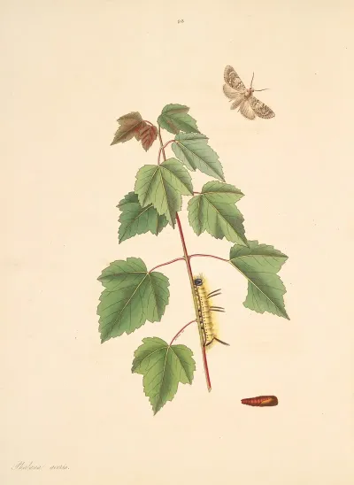 The Natural History Of The Rarer Lepidopterous Insects Of Georgia Pl 093