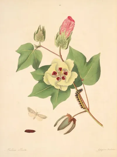 The Natural History Of The Rarer Lepidopterous Insects Of Georgia Pl 094