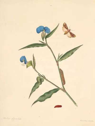 The Natural History Of The Rarer Lepidopterous Insects Of Georgia Pl 095