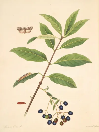 The Natural History Of The Rarer Lepidopterous Insects Of Georgia Pl 098