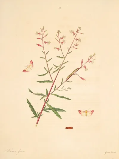 The Natural History Of The Rarer Lepidopterous Insects Of Georgia Pl 099