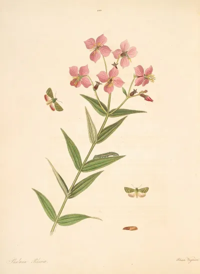 The Natural History Of The Rarer Lepidopterous Insects Of Georgia Pl 100
