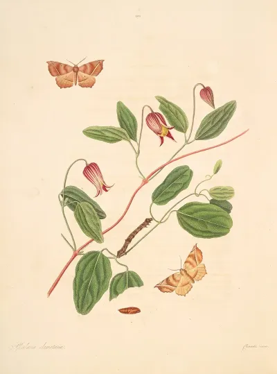 The Natural History Of The Rarer Lepidopterous Insects Of Georgia Pl 101