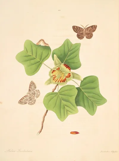 The Natural History Of The Rarer Lepidopterous Insects Of Georgia Pl 102