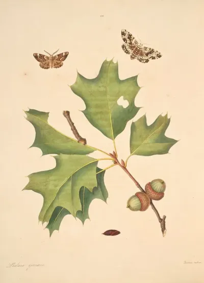 The Natural History Of The Rarer Lepidopterous Insects Of Georgia Pl 103