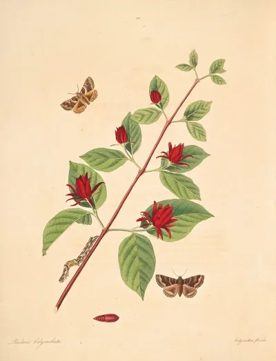 The Natural History Of The Rarer Lepidopterous Insects Of Georgia Pl 104