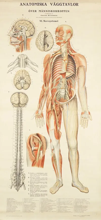 The Nervous System 3