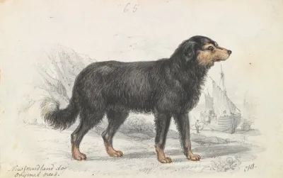 The Newfoundland Dog Original Breed