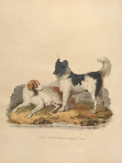 The Newfoundland Dog