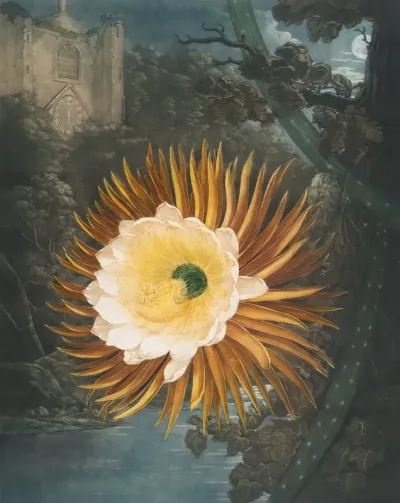 The Night Blowing Cereus 2