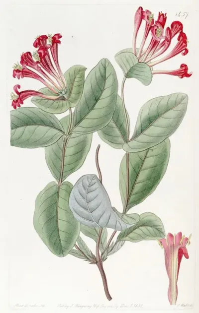 The North West Honeysuckle